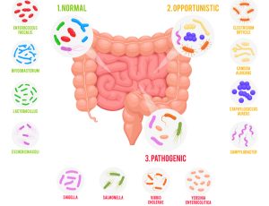 Microbiota types infographics