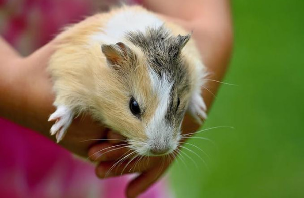 Young woman carrying a hamster