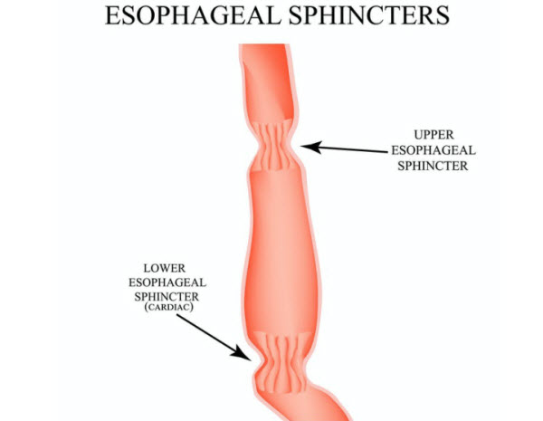 DG - Esophageal sphincters