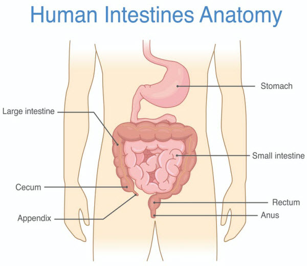 DG - Human intestines anatomy
