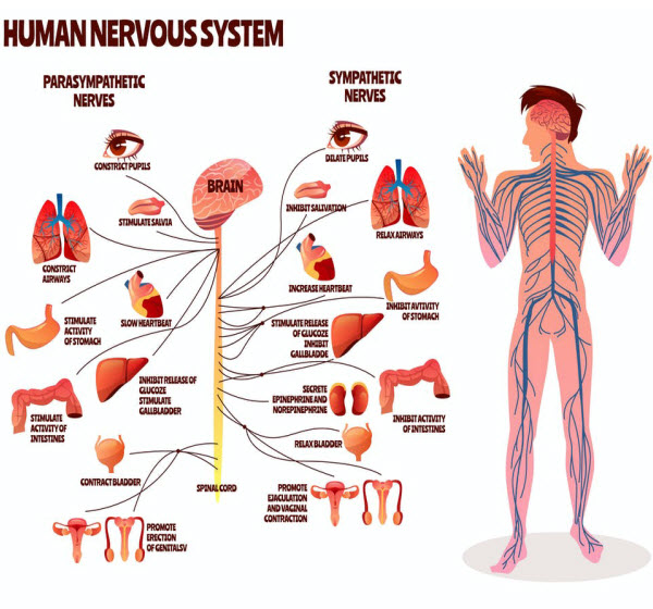 DG - Human nervous system
